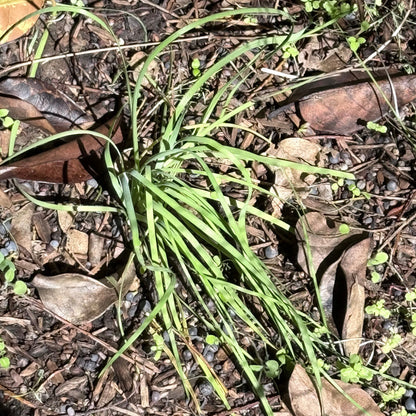Sisyrinchium bellum - Blue-eyed Grass