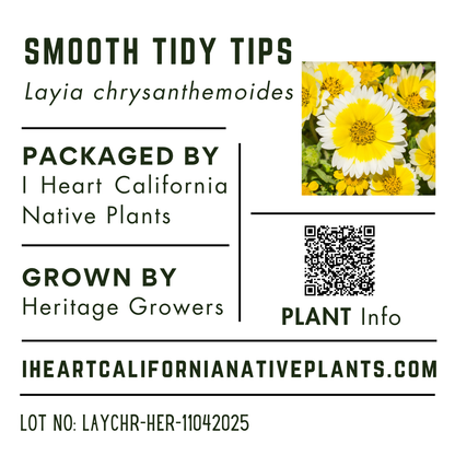 Smooth Tidy Tips (Layia chrysanthemoides)
