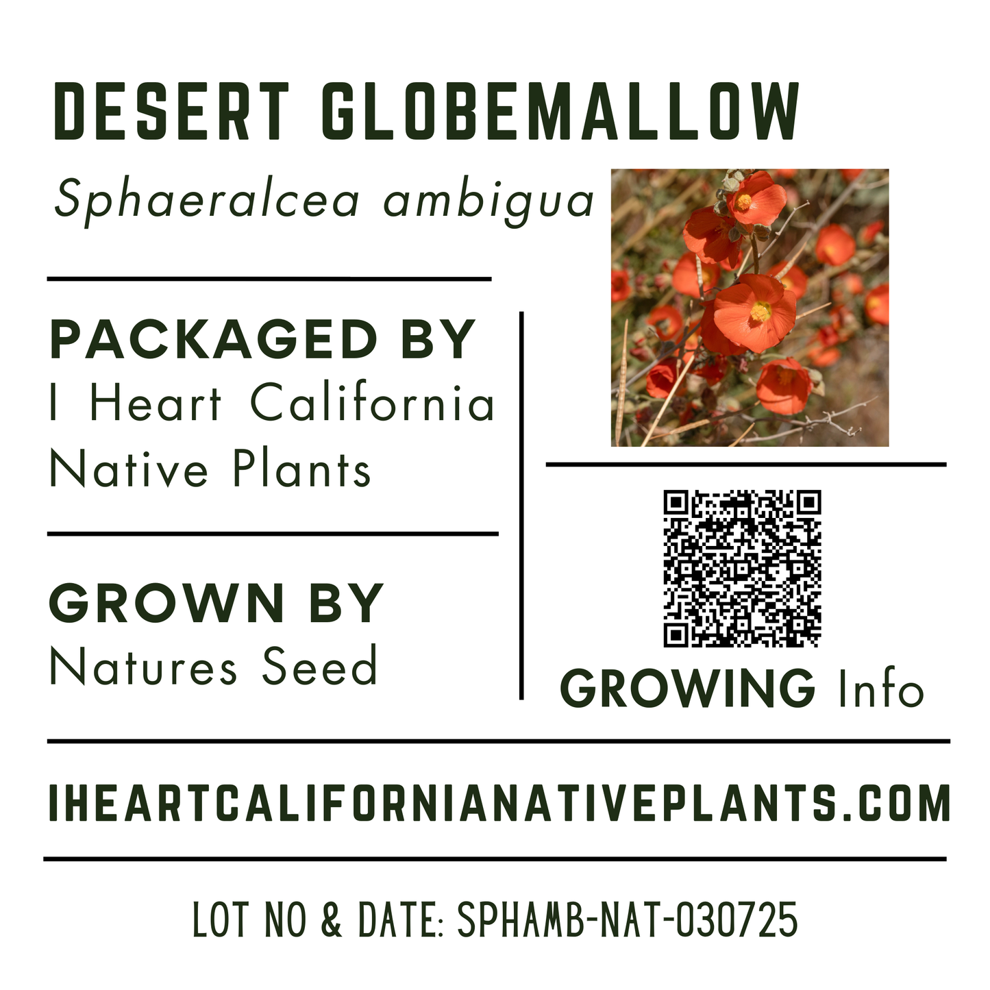 Desert Globemallow (Sphaeralcea ambigua)