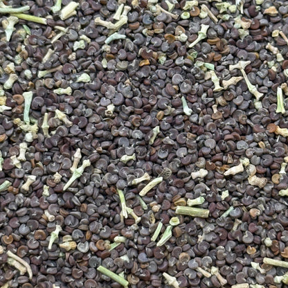 Sphaeralcea ambigua - Desert Globemallow