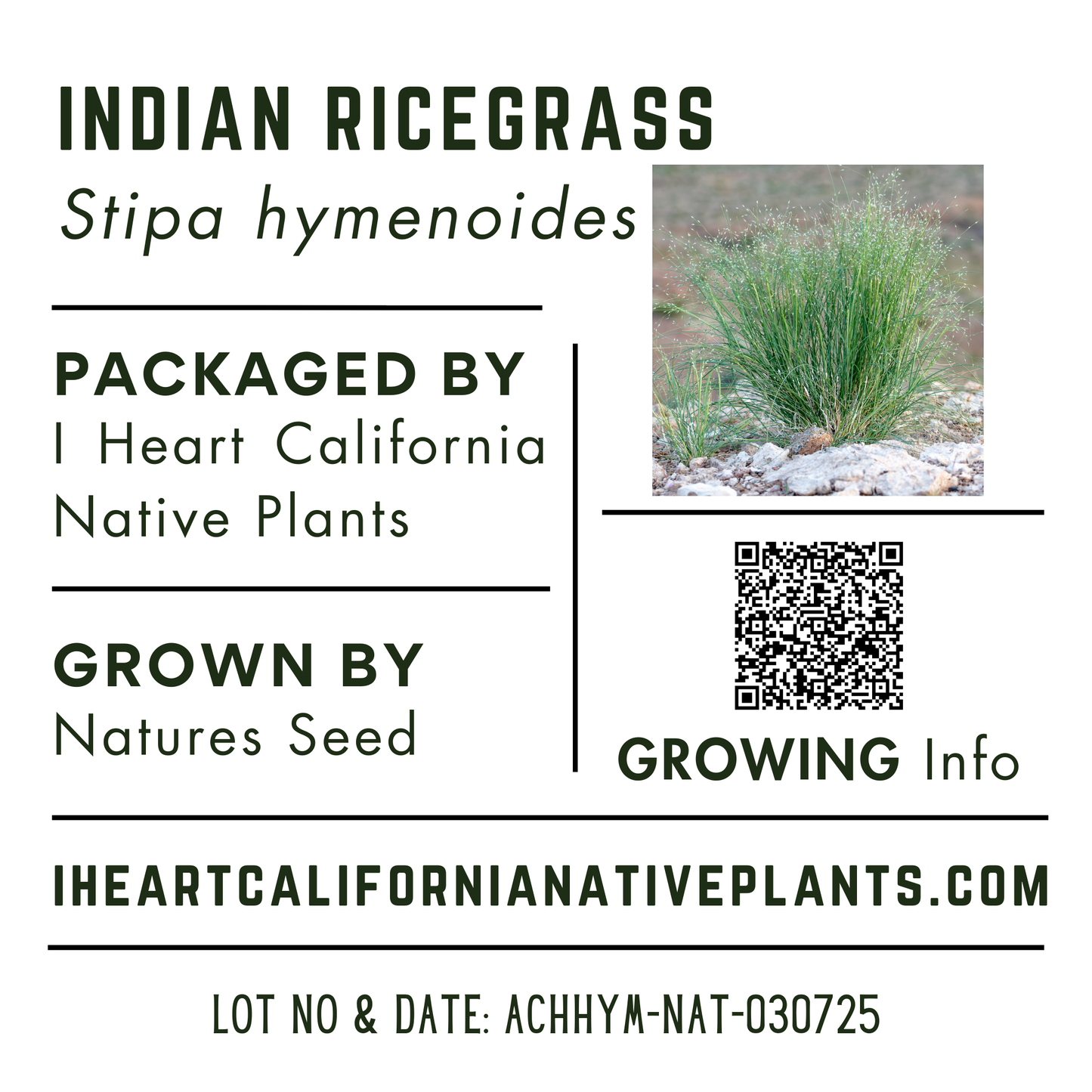 Indian Ricegrass (Stipa hymenoides)