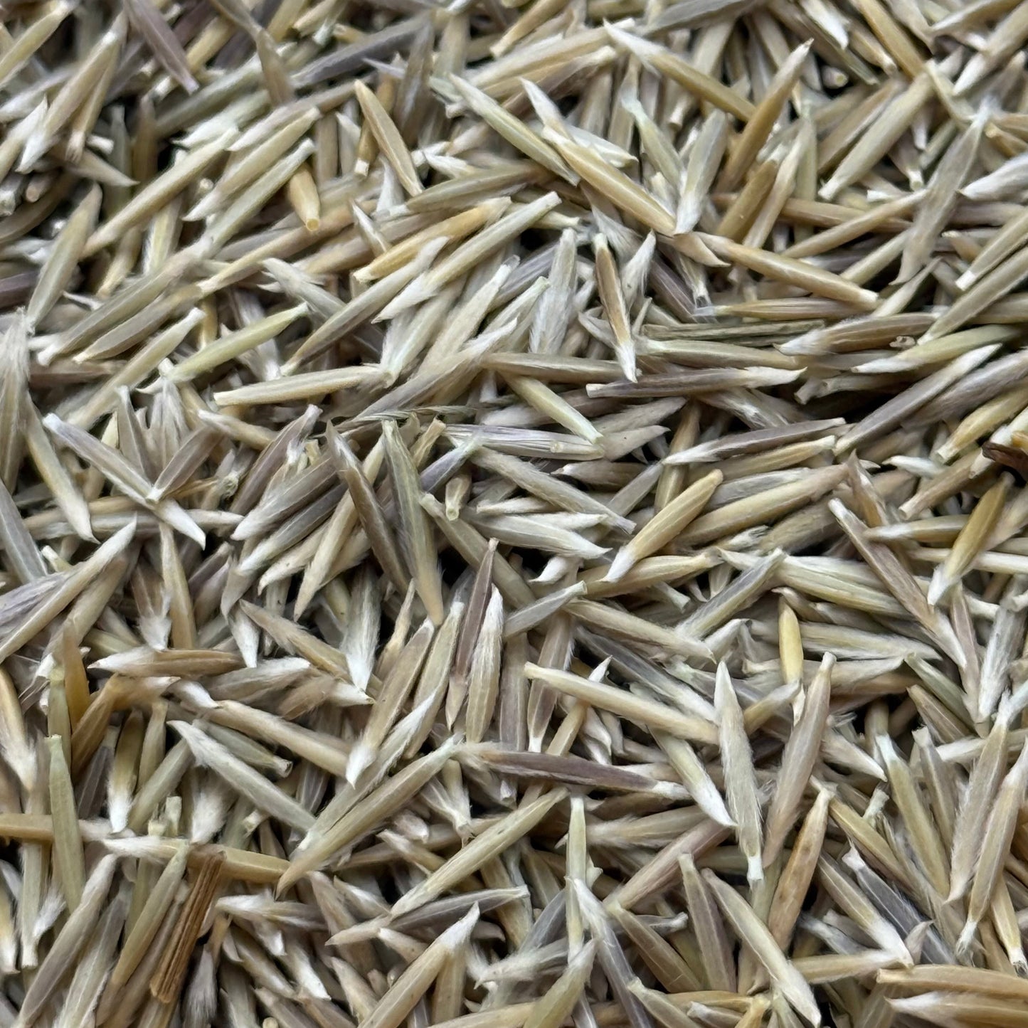 Stipa pulchra - Purple Needlegrass