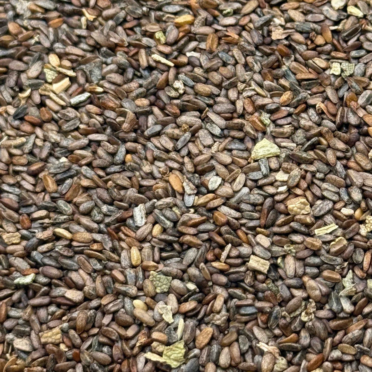 Salvia mellifera - Black Sage
