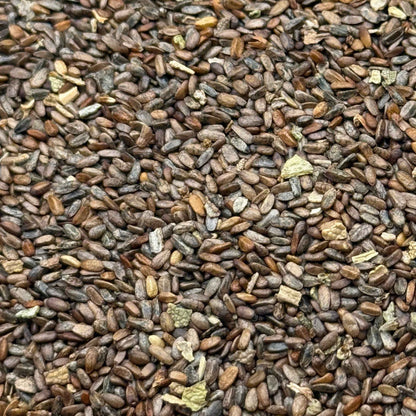 Salvia mellifera - Black Sage