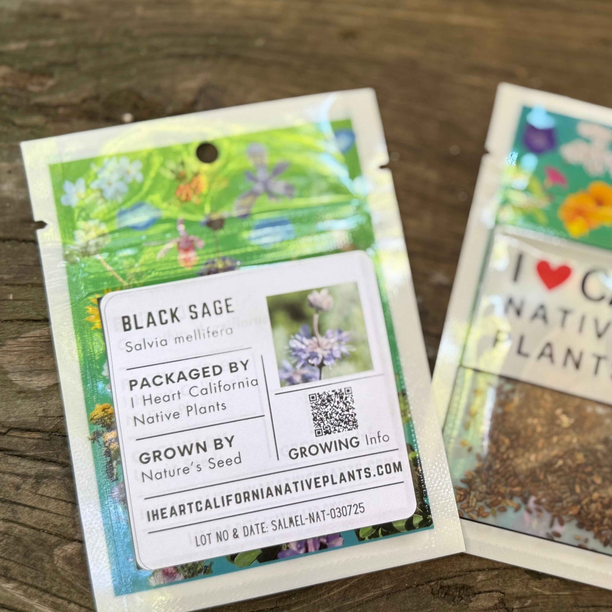 Salvia mellifera - Black Sage