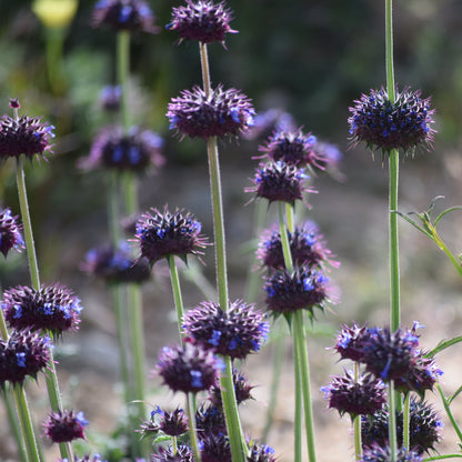 Chia Sage (Salvia columbariae)