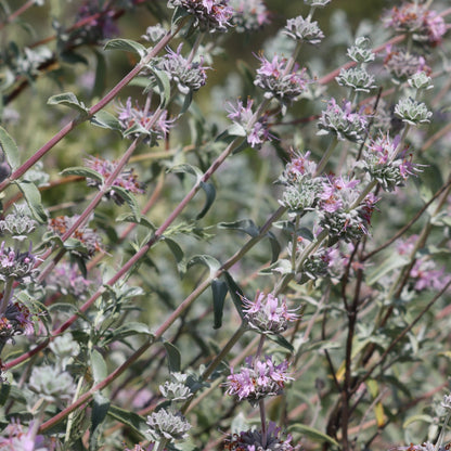 Purple Sage (Salvia leucophylla)