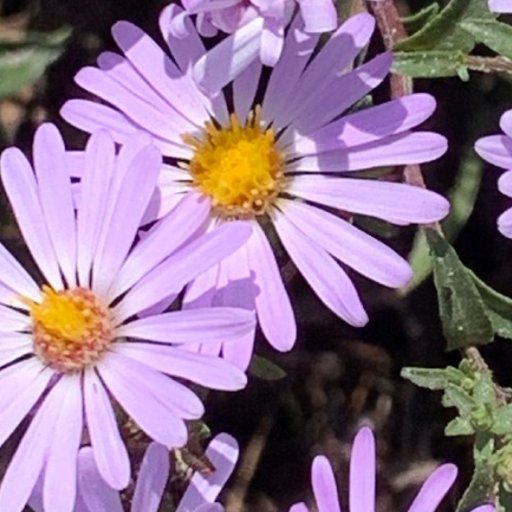 Symphyotrichum chilense - California Aster