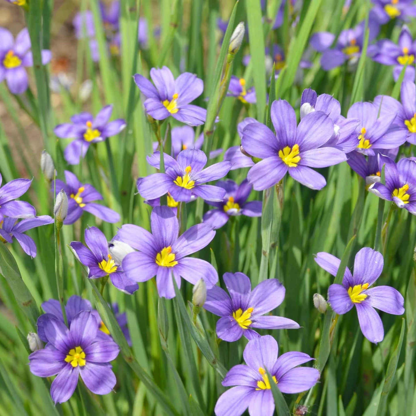 Sisyrinchium bellum - Blue-eyed Grass