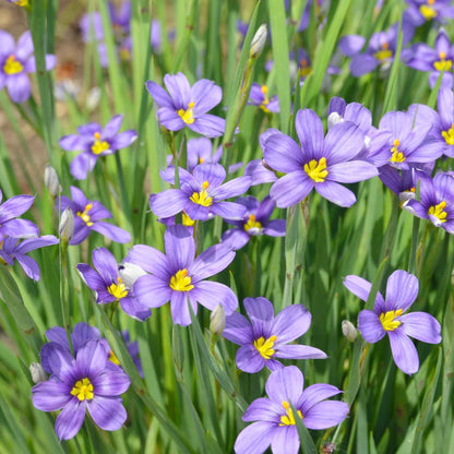 Sisyrinchium bellum - Blue-eyed Grass