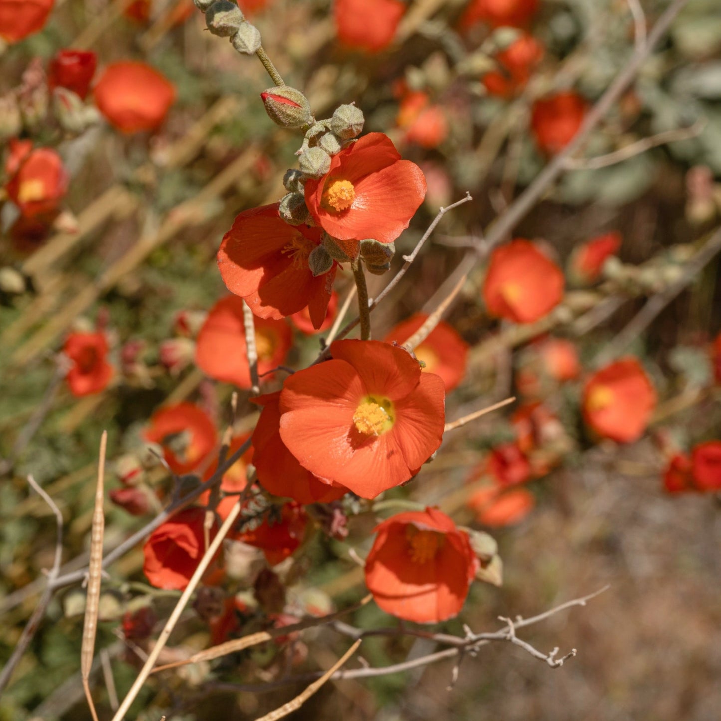 Desert Globemallow (Sphaeralcea ambigua)