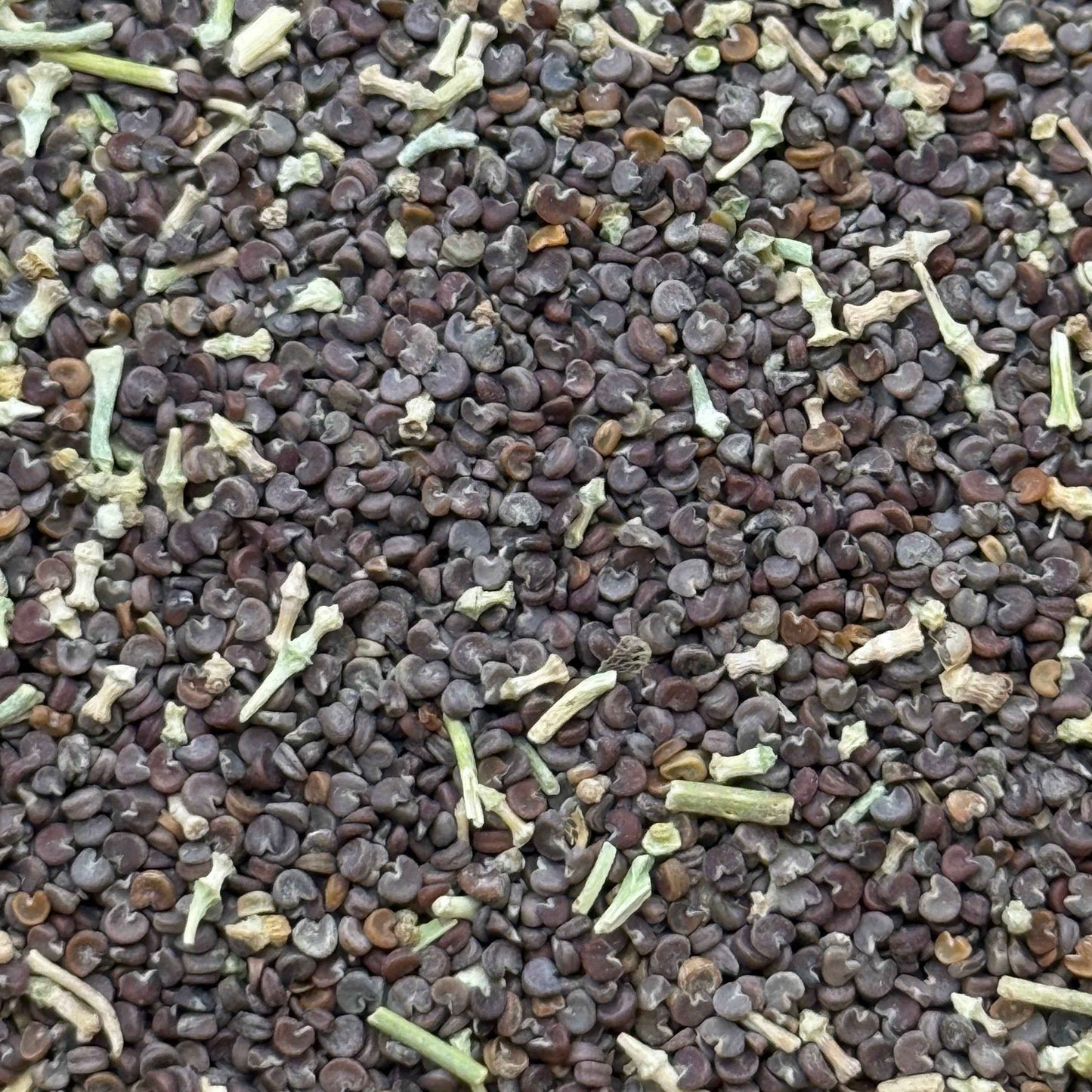 Sphaeralcea ambigua - Desert Globemallow seed closeup