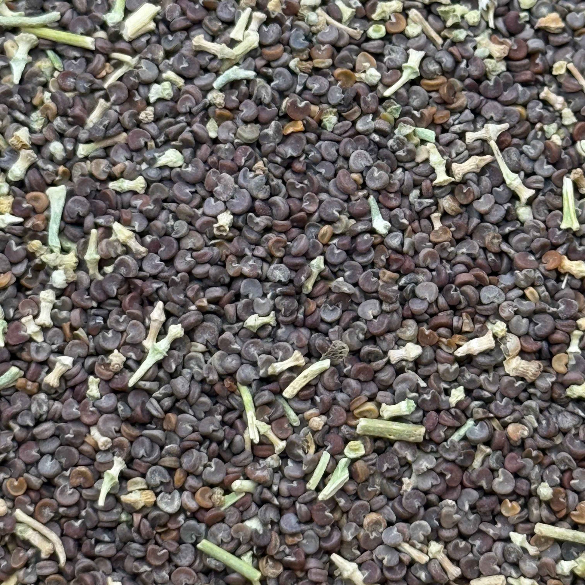Sphaeralcea ambigua - Desert Globemallow seed closeup