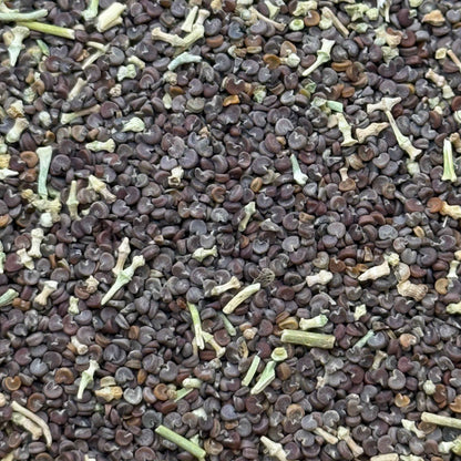 Sphaeralcea ambigua - Desert Globemallow seed closeup