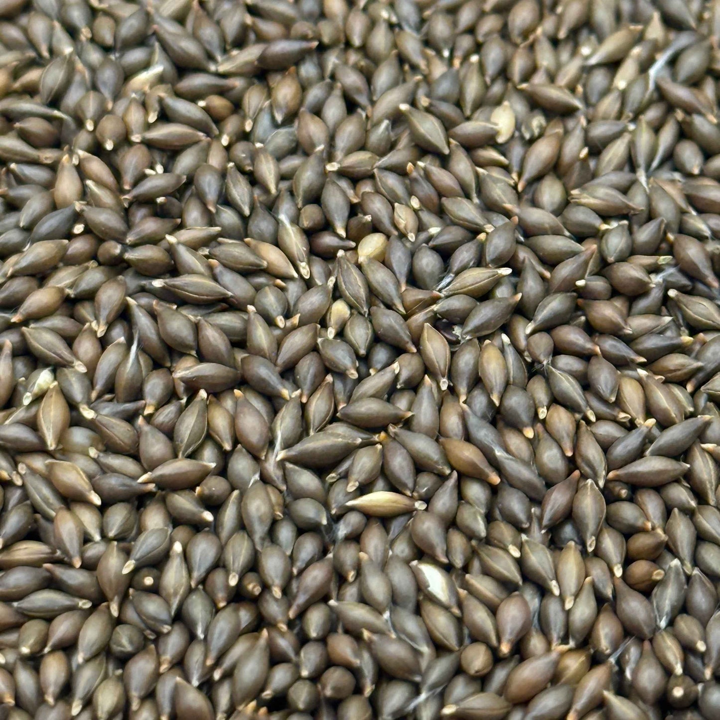 Stipa hymenoides - Indian Ricegrass seed closeup