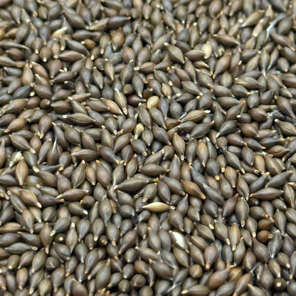 Stipa hymenoides - Indian Ricegrass seed closeup