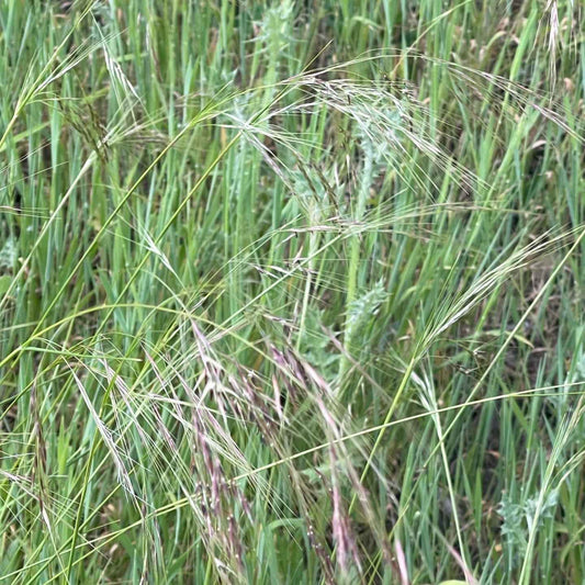 Stipa pulchra - Purple Needlegrass