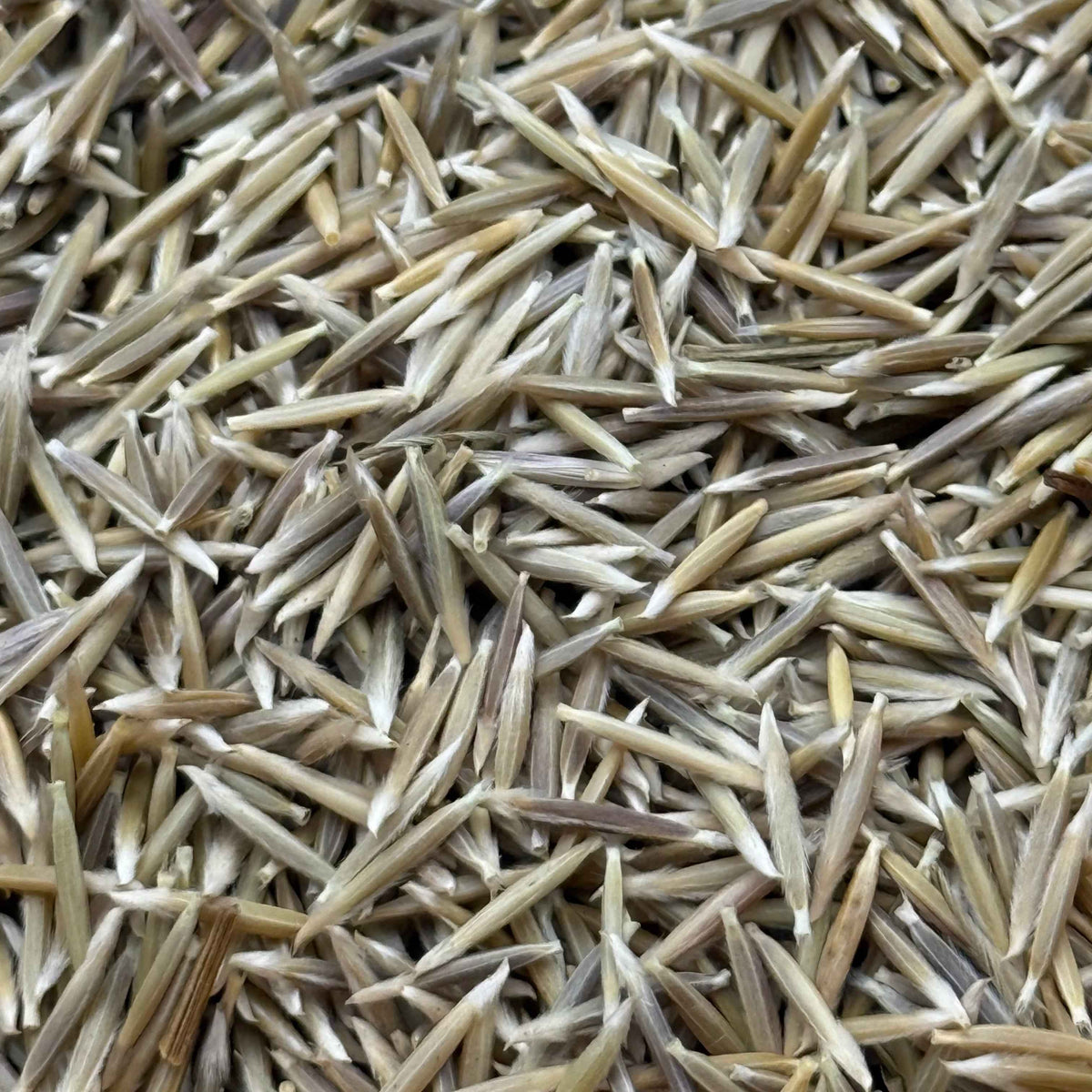 Stipa pulchra - Purple Needlegrass