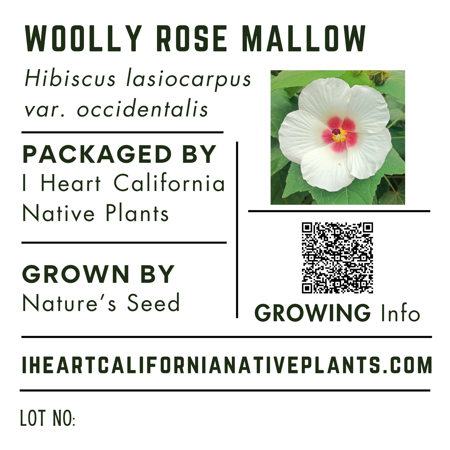 Woolly Rose Mallow (Hibiscus lasiocarpos var. occidentalis)