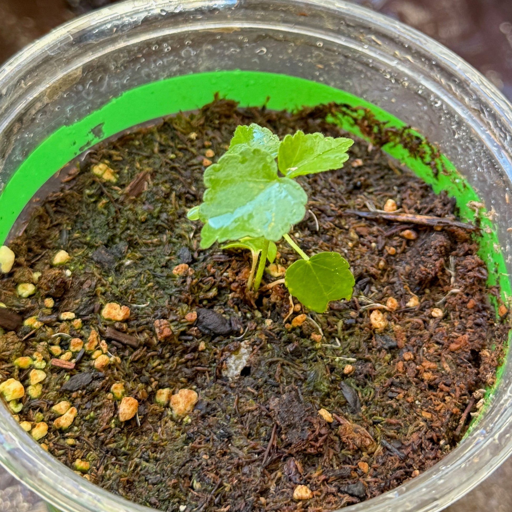 Woolly_rose_mallow_seedlings