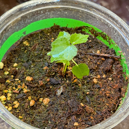 Woolly_rose_mallow_seedlings