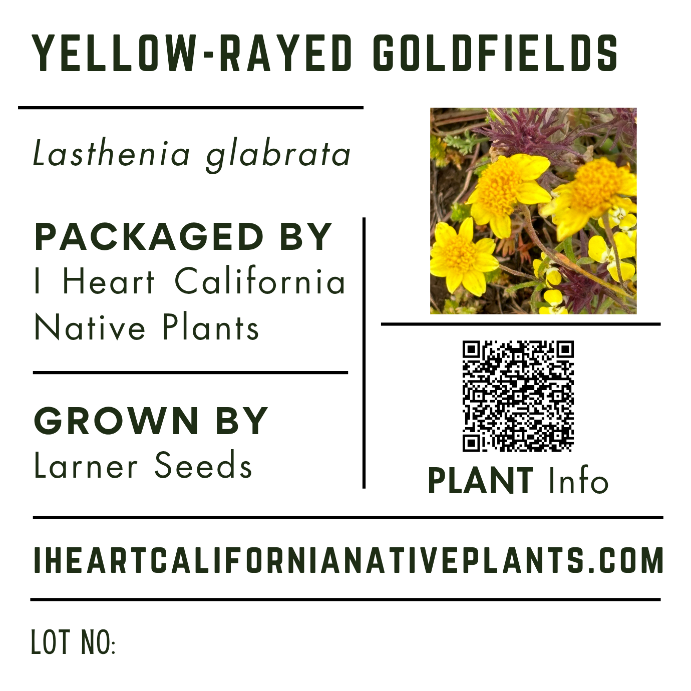 Yellow-rayed Goldfield's (Lasthenia glabrata)