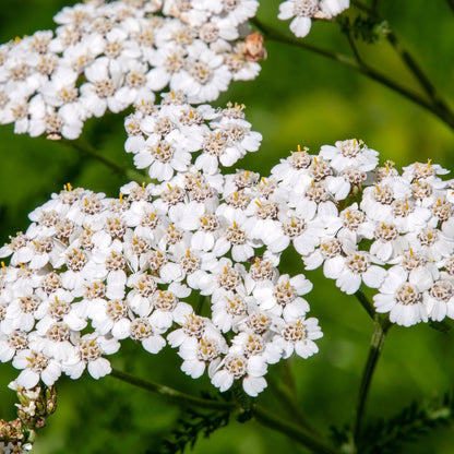 Yarrow (Achillea millefolium)