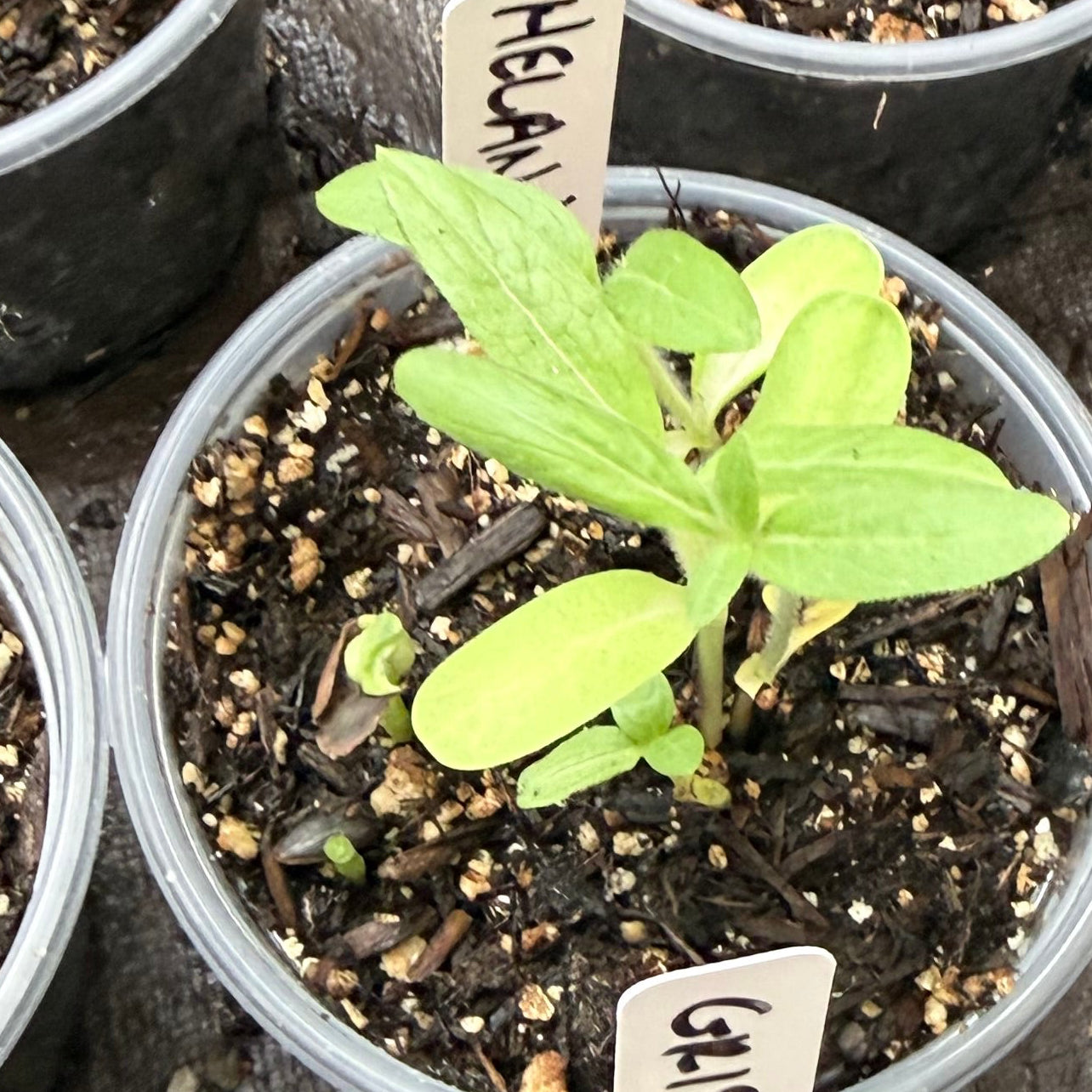 annual sunflower seedlings