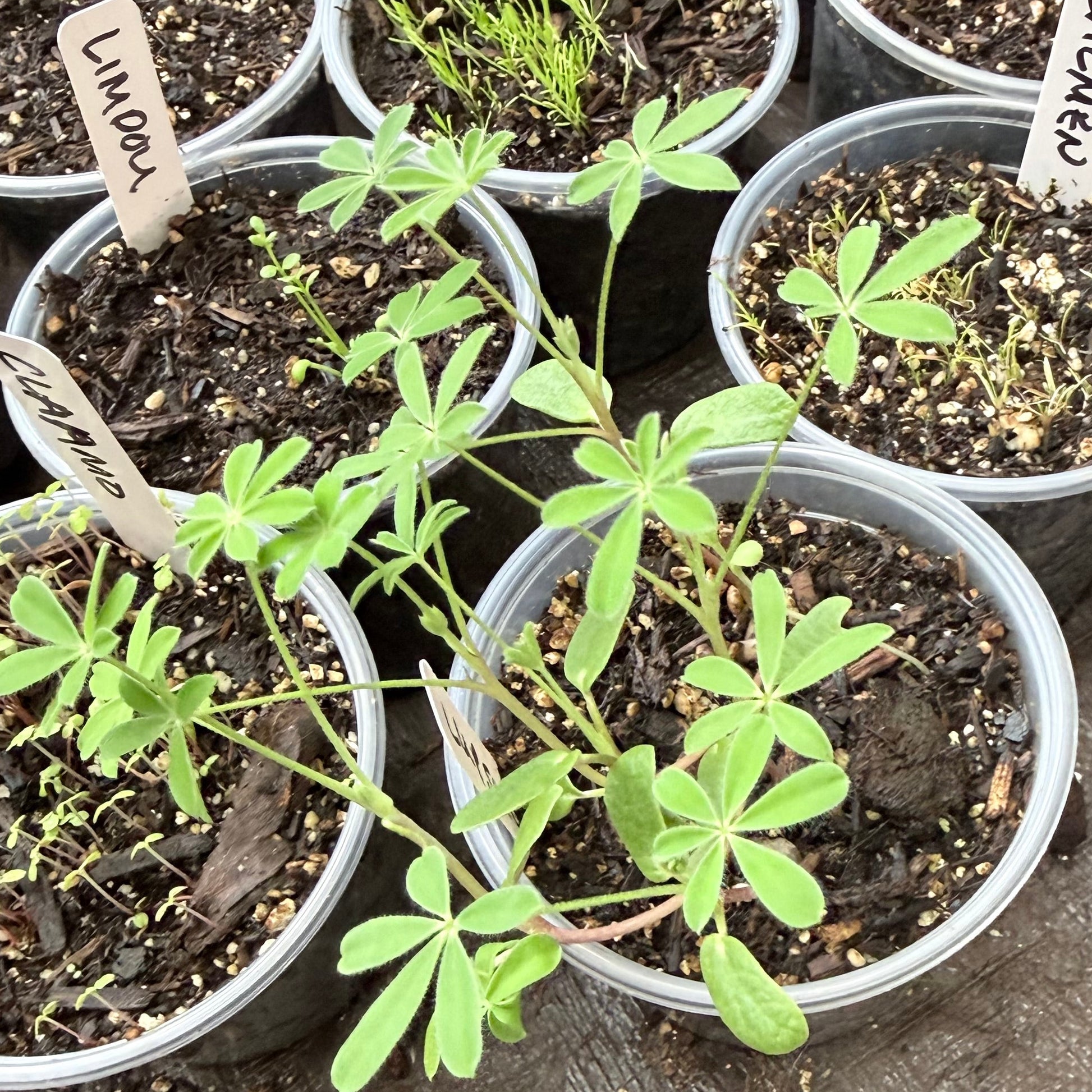 arroyo lupine seedlings