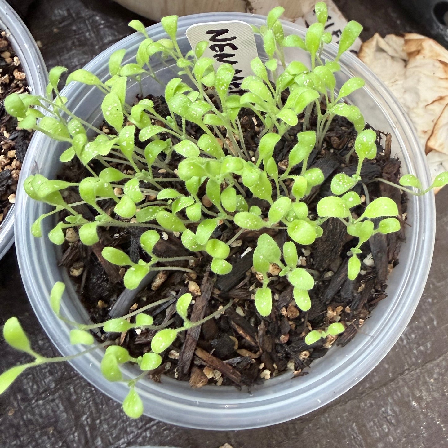 baby blue eyes seedlings