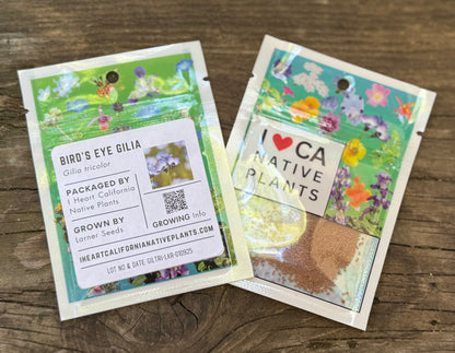 Bird's Eye Gilia (Gilia tricolor)