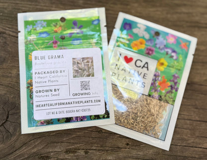 Blue Grama (Bouteloua gracilis)