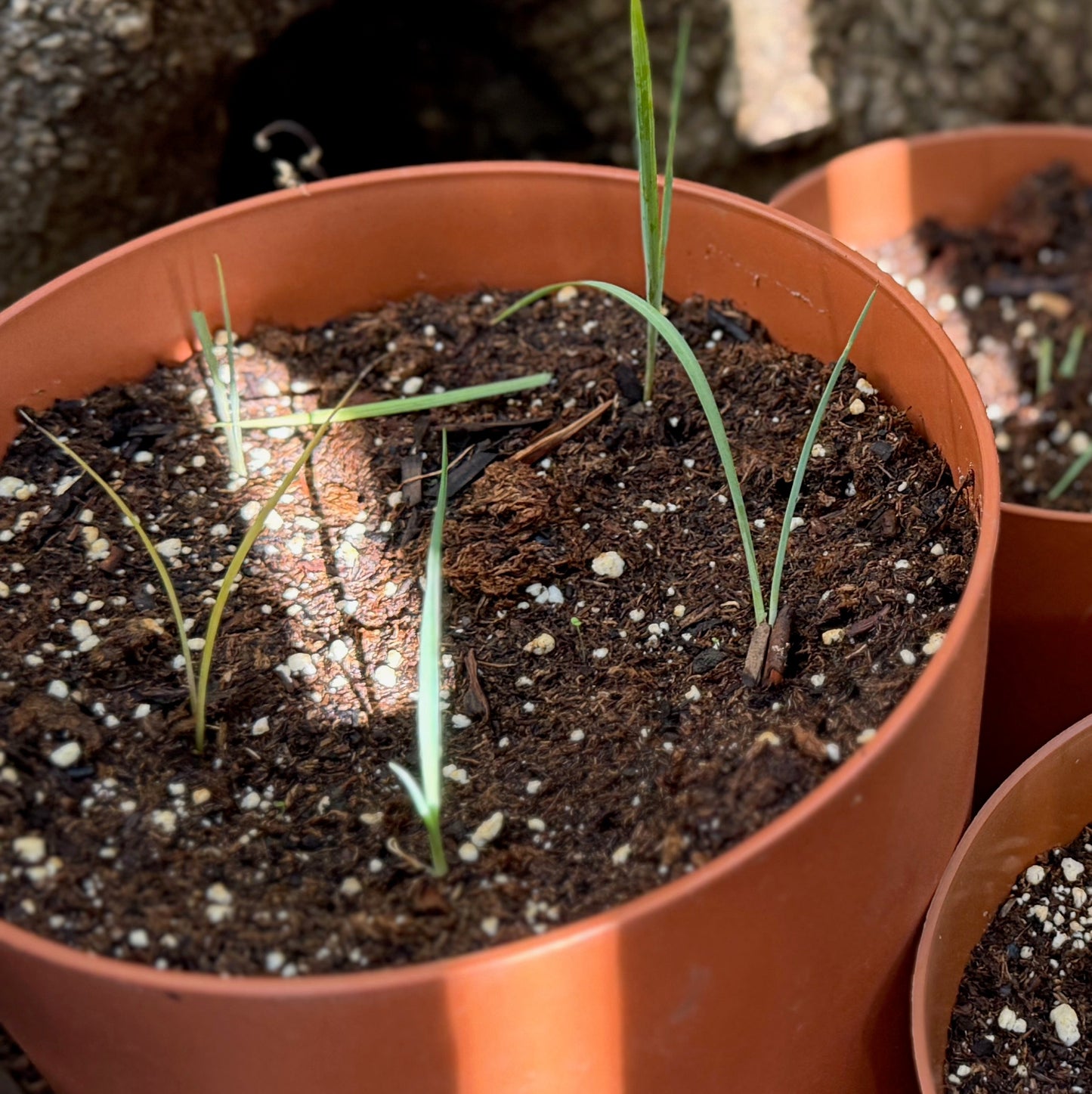 Chaparral yucca seedlings