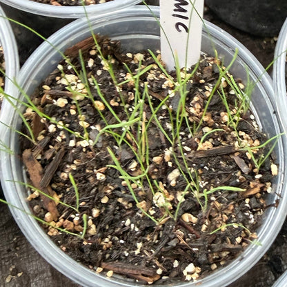 festuca microstachys seedlings