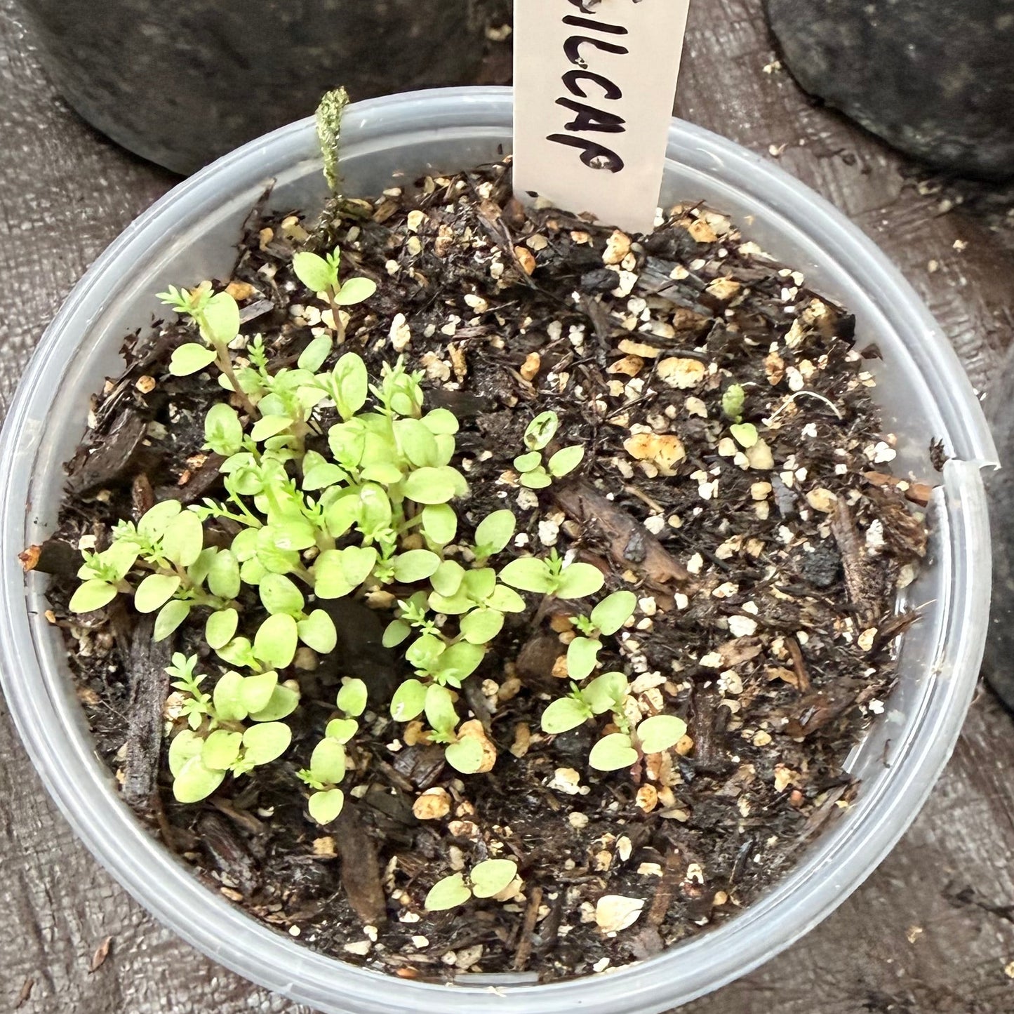 gilia capitata seedlings