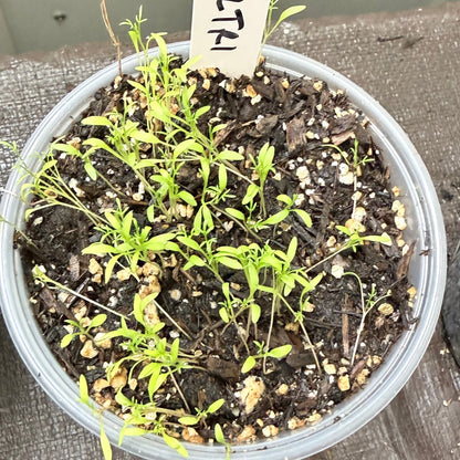 gilia tricolor seedlings