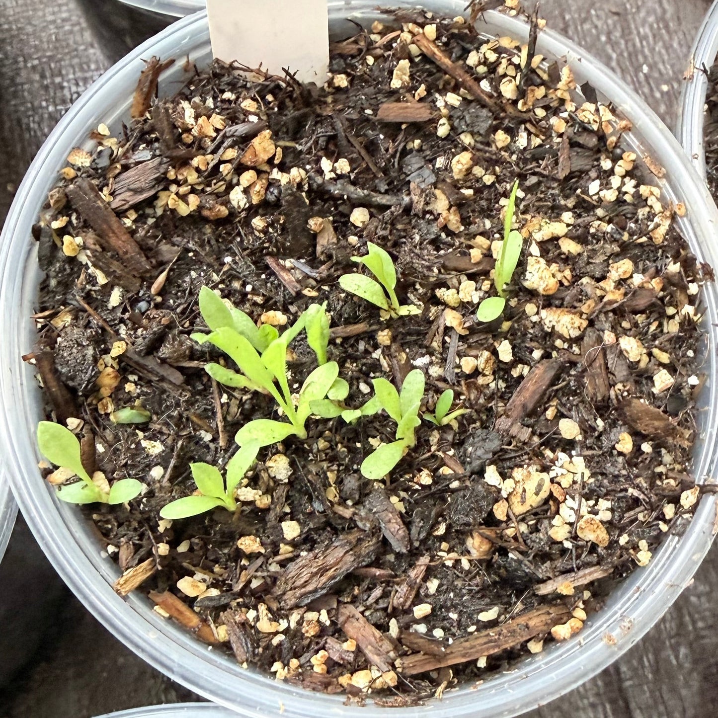 grindilia stricta seedlings