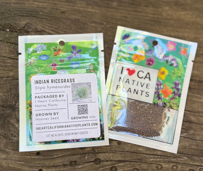 Indian Ricegrass (Stipa hymenoides)