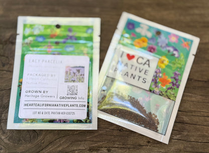 Tansy-leaved phacelia (Phacelia tanacetifolia)