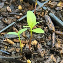 Narrow-leaf milkweed seedlings