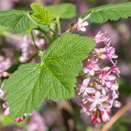 Pink Flowering Currant (Ribes sanguineum var. glutinosa)