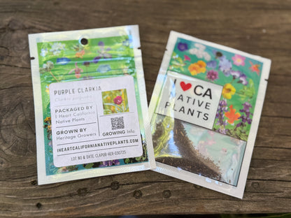 Purple clarkia (Clarkia purpurea)