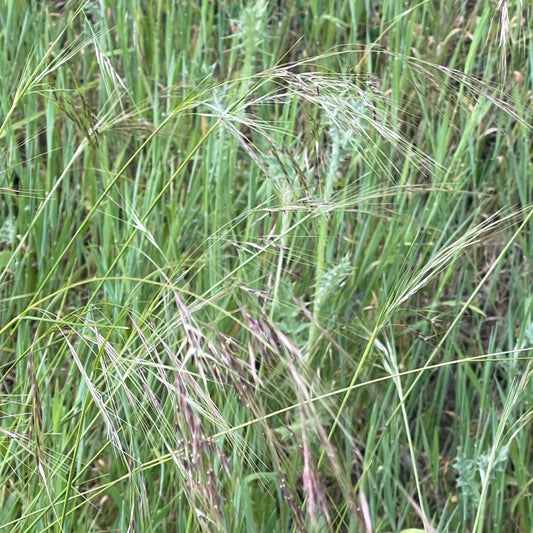 Purple Needlegrass (Stipa pulchra)