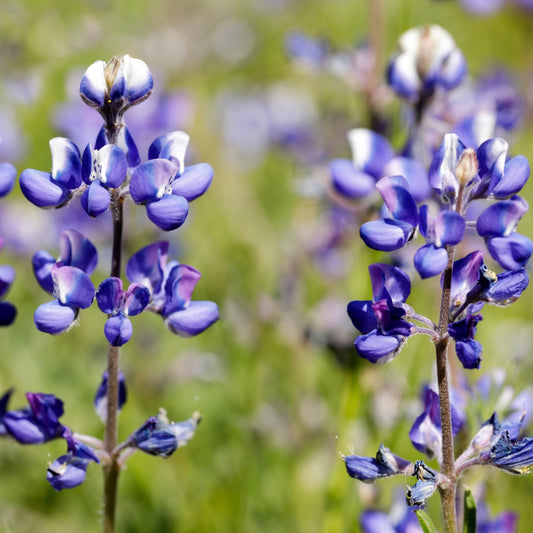 Sky Lupine (Lupinus nanus)