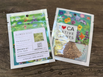 Slender Sedge (Carex praegracilis)