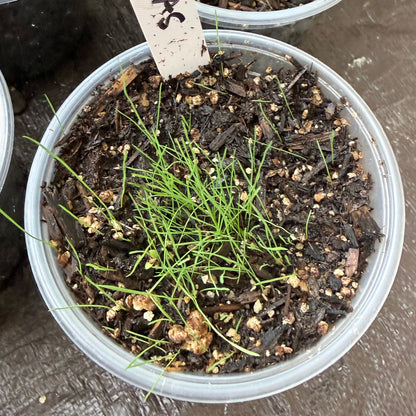 tufted hairgrass seedlings